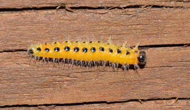 Larva di Cladius grandis (Tenthredinidae)